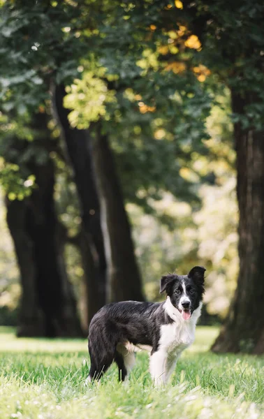 Güzel siyah beyaz bir köpek yavrusu yeşil bir alanda duruyor ve ileriye bakıyor..