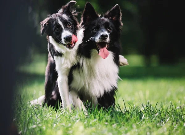 Dva krásní psi černé a bílé barvy hrát na zelené louce. — Stock fotografie