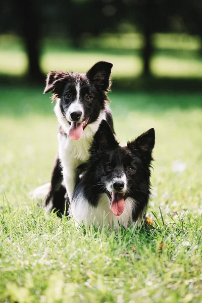İki güzel siyah beyaz köpek yeşil alanda oynuyor..