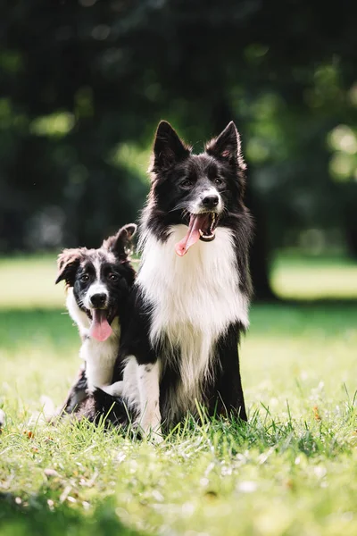 İki güzel siyah beyaz köpek yeşil alanda oynuyor..