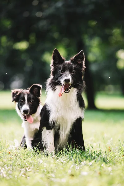 Two beautiful dogs of black and white color play on the green field.