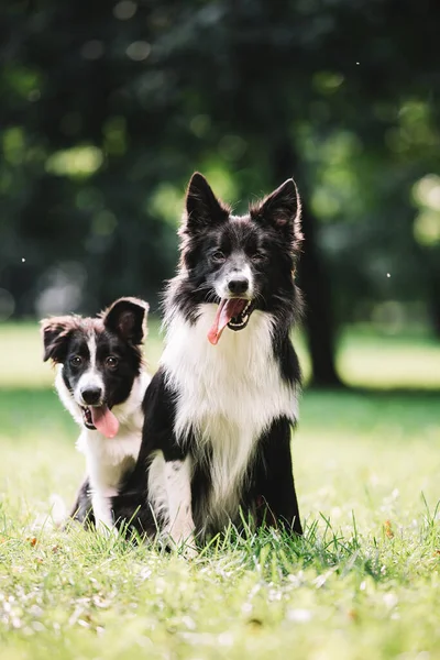 İki güzel siyah beyaz köpek yeşil alanda oynuyor..