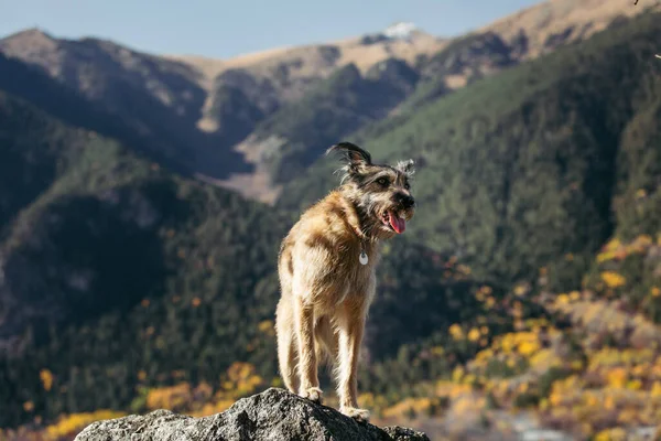 Doğanın arka planında tasmalı komik bir köpeğin portresi..