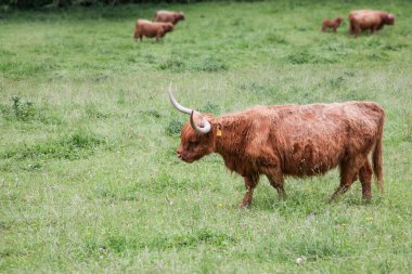 brown cows graze on the grass against.