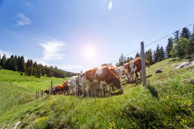 Cows on the side of the mountains.