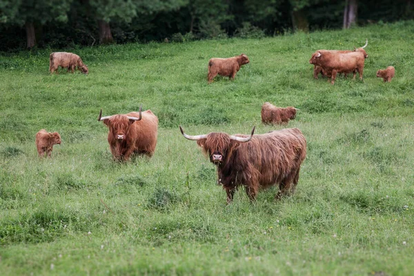 brown cows graze on the grass against.