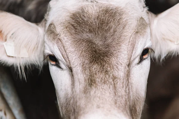 Closeup portrait of a cow.