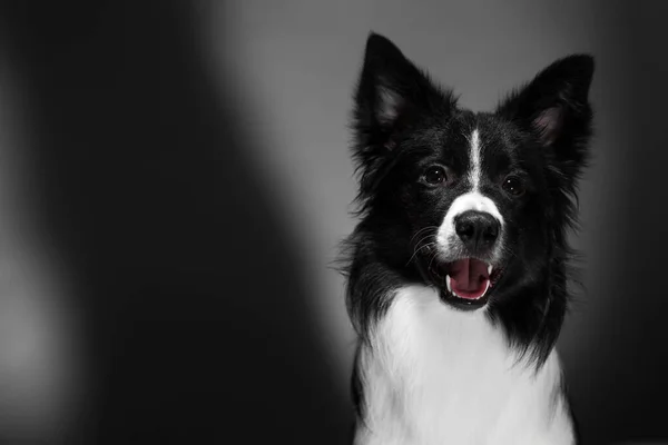 Unny cão preto e branco. Raça Fronteira Collie . — Fotografia de Stock