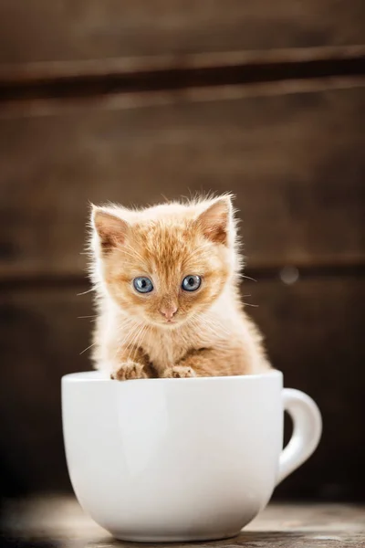 Malé vtipné a nadýchané červené kotě sedící v poháru. — Stock fotografie