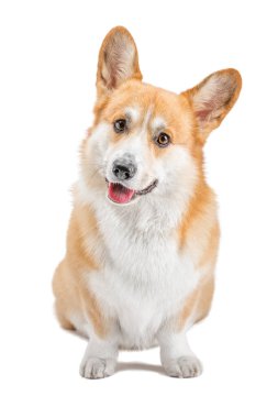 Tatlı bir köpek portresi Corgi..