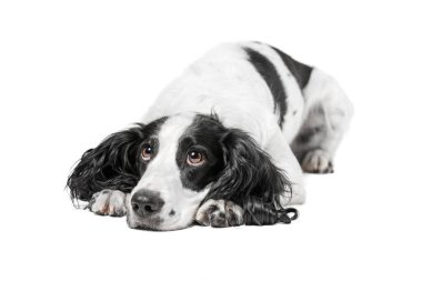 Siyah ve beyaz spanyel köpek yalan söylüyor.