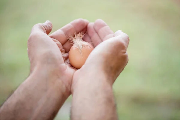 Öko. Férfi kezek friss tojást tartanak.. — Stock Fotó