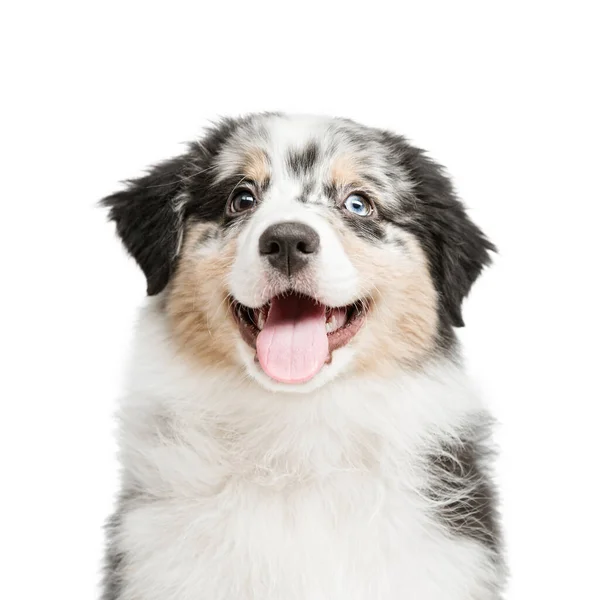 Funny and cute portrait puppy . isolated background. — Stock Photo, Image