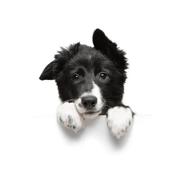 Arka planda izole edilmiş siyah-beyaz renkli çoban köpeği pençeleri tabağı tutuyor.
