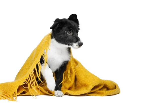 小狗坐在橙色的毛毯下，眼睛里充满悲伤。孤立的背景 — 图库照片