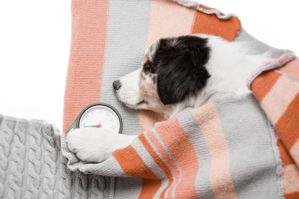 Küçük komik köpek alarm hakkında tatlı tatlı uyuyor, battaniyeyle örtülü..