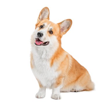 Şirin bir köpek portresi Corgi. Yalan söylüyor ve bakıyor.