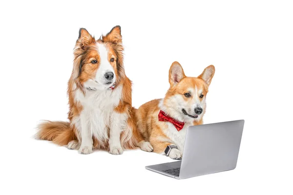 İki köpek ve bir laptop..
