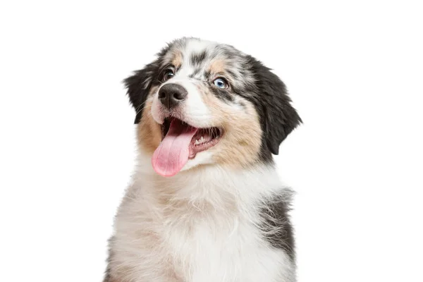 Funny and cute portrait puppy Aussies or Australian shepherd — Stock Photo, Image