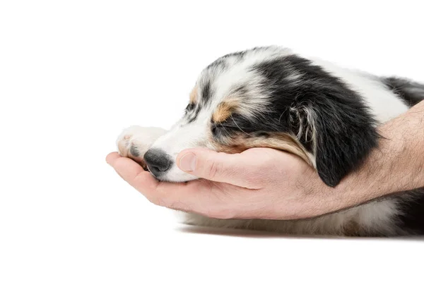Mens hands gently and caringly touch the sleeping puppy. — Stock Photo, Image