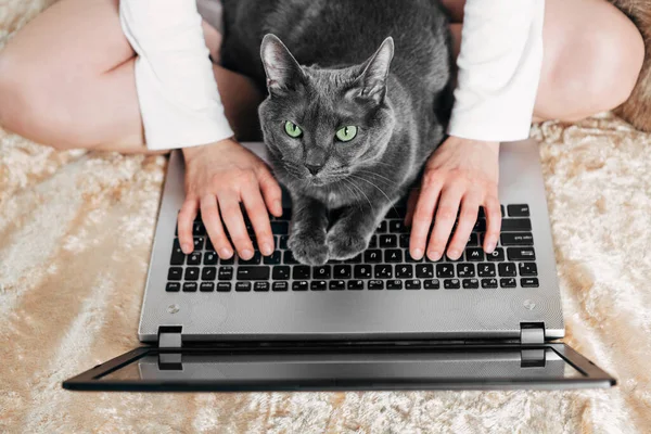 Yukarıdan bak. Dizüstü bilgisayar, klavye ve kedi üzerinde kadın eli..
