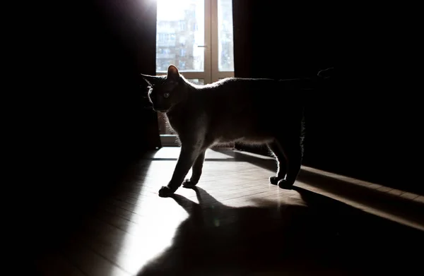 Un gato gracioso en el apartamento. Sombra y luz . —  Fotos de Stock