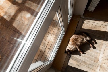 Kedi ahşap bir zeminde uzanıyor ve güneşin tadını çıkarıyor..