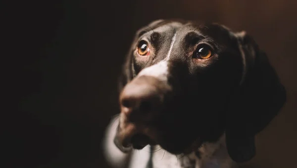 Komik bir köpek portresi Pointer Kurzhaar. Yukarı bakıyor..
