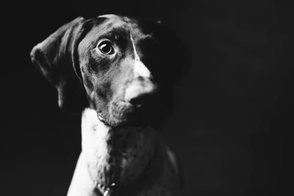 Komik bir köpeğin portresi Pointer Kurzhaar.