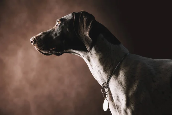 面白い犬の肖像｜Pointer Kurzhaar. — ストック写真