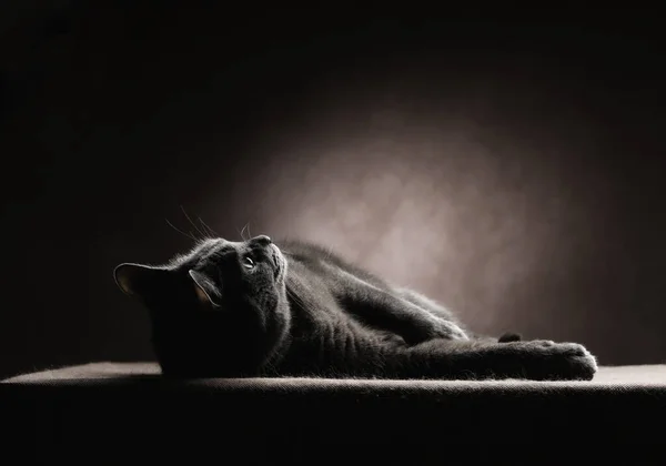 Серый смешной кот лежит на коричневом фоне и смотрит вверх — стоковое фото