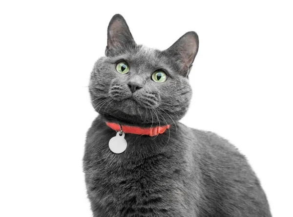Gato cinza bonito em um colarinho e com olhos verdes . — Fotografia de Stock