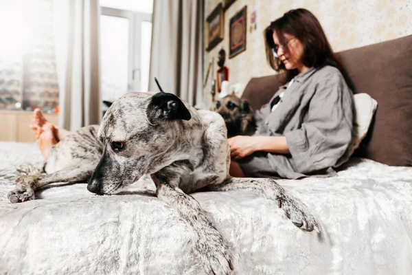 Fernbedienung von zu Hause aus. Junge Frau nahe Hund und Laptop. — Stockfoto