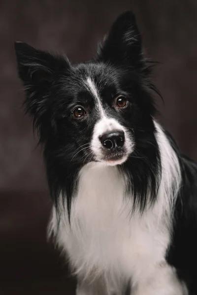 Portré egy cuki kutyáról fekete-fehérben. Border Collie megye. — Stock Fotó
