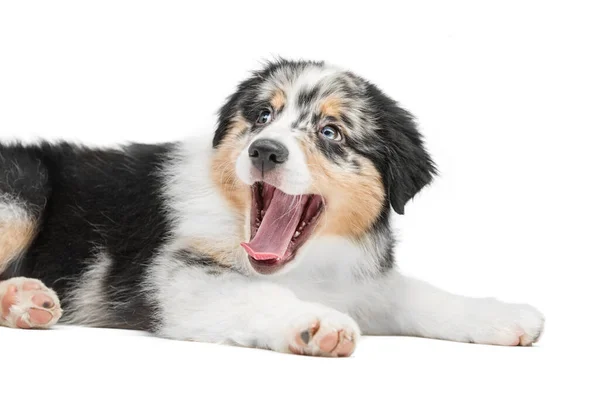 Leuke puppy ligt met open mond. Achtergrond geïsoleerd. — Stockfoto