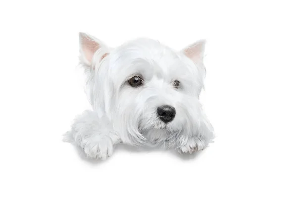 Pençeleri beyaz bir pankartta duran beyaz bir köpek ya da izole edilmiş bir poster.