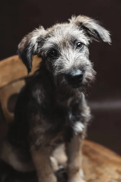 Şirin, komik, tüylü köpek sandalyede oturuyor..