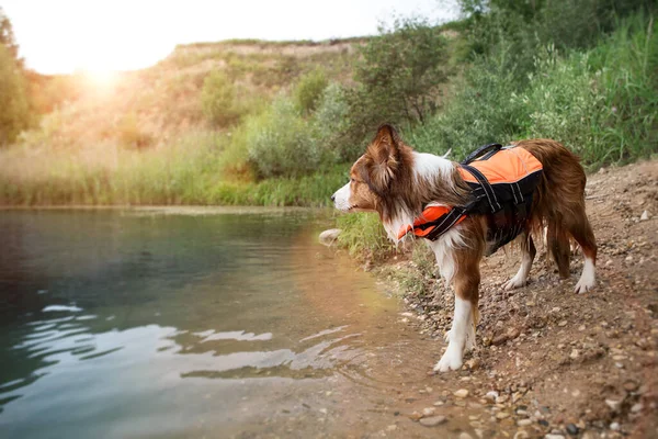 海岸にはライフジャケットを着た犬が立っています . — ストック写真