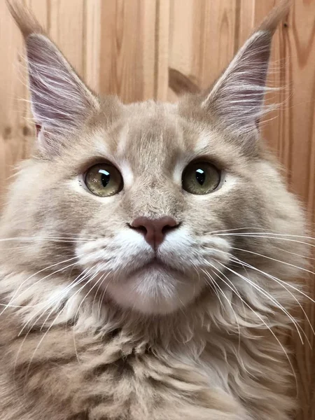 Maine Coon Gato Vermelho Olha Para Você Surpresa — Fotografia de Stock