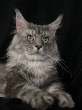 Yetişkin Maine Rakunu siyah bir arka planda yatıyor, yeşil gözleri sana bakıyor..