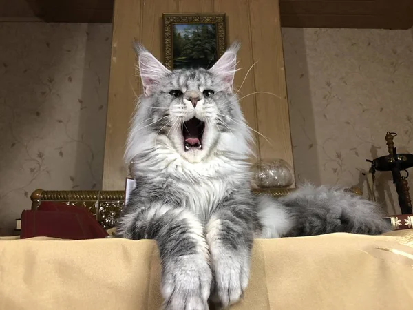 Blauw Tikte Kat Maine Coon Geeuwen Liggend Tafel — Stockfoto