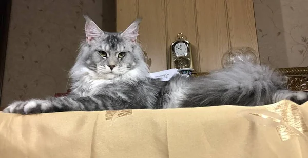 Tafel Een Maine Coon Kat Met Blauw Aangevinkt Kat — Stockfoto