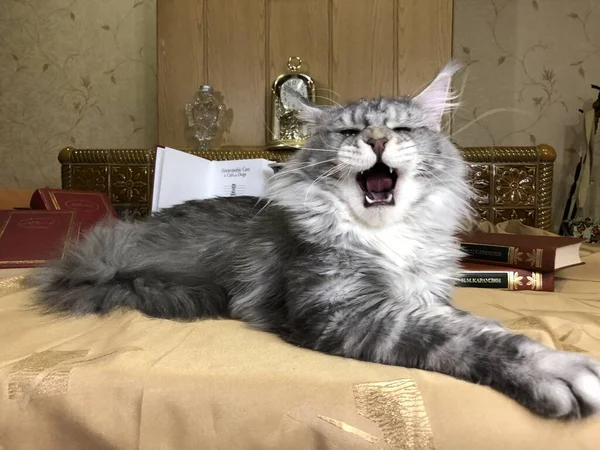 Maine Coon cat roars like a lion and looks at you