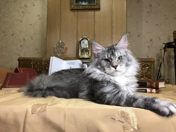 Maine Coon Grijs Kat Uitgerekt Een Tafel Met Boeken Kijkt — Stockfoto