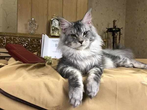 Maine Coon Szary Kot Jest Rozciągnięty Stole Książkami Patrzy Ciebie — Zdjęcie stockowe