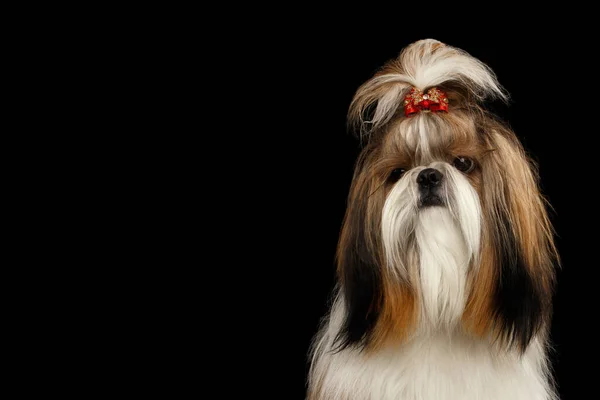 Shih tzu hund på isolerad svart bakgrund — Stockfoto