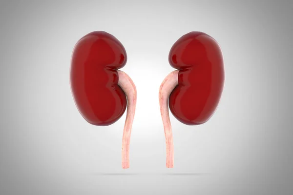 人間の腎臓の — ストック写真