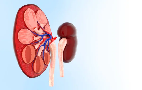 人間の腎臓の — ストック写真