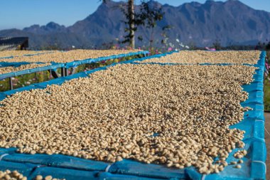 Güneşte kahve çekirdekleri