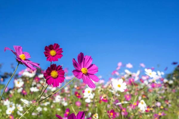Blomsterfält Och Himlen Bakom — Stockfoto